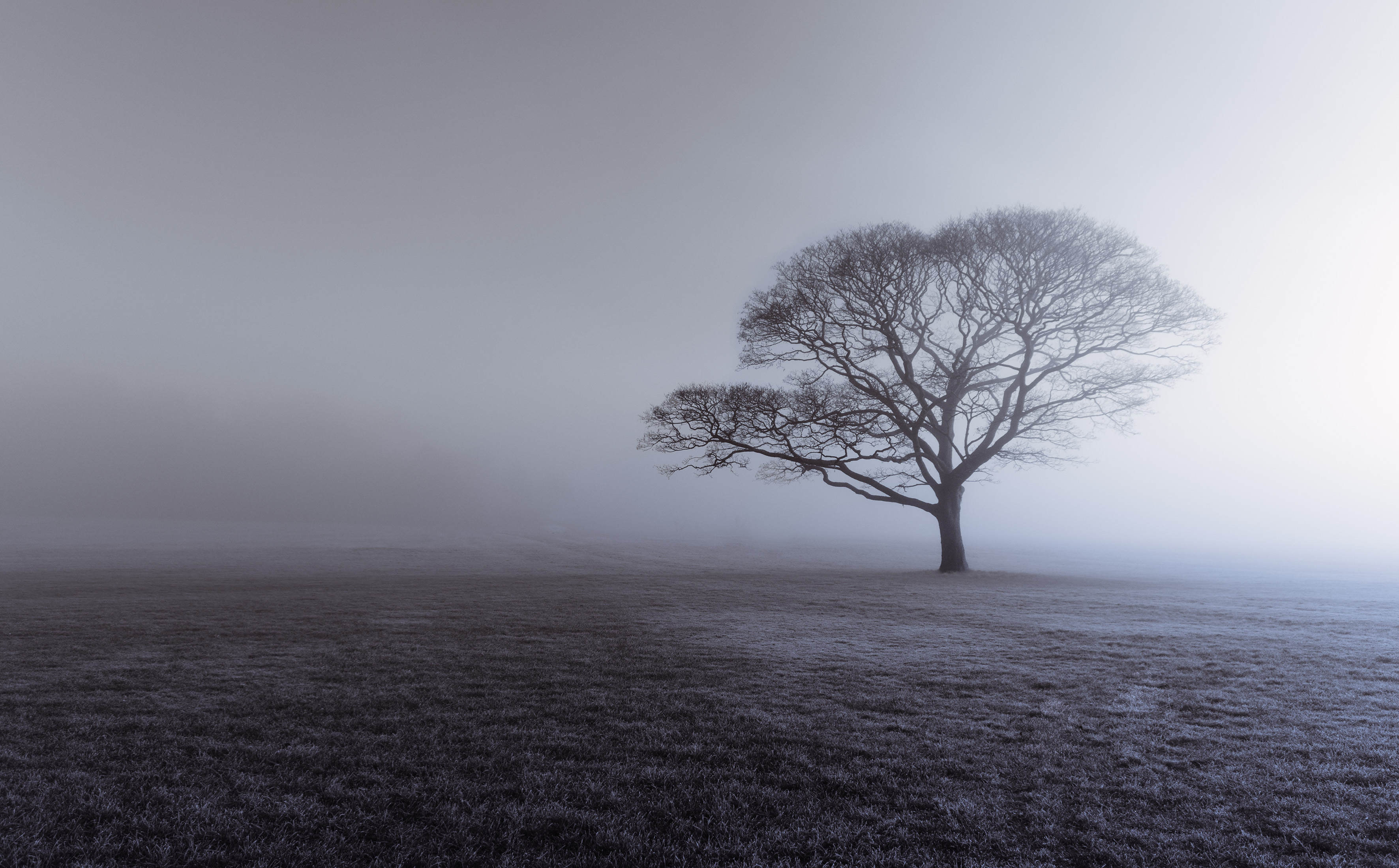 tree-s
