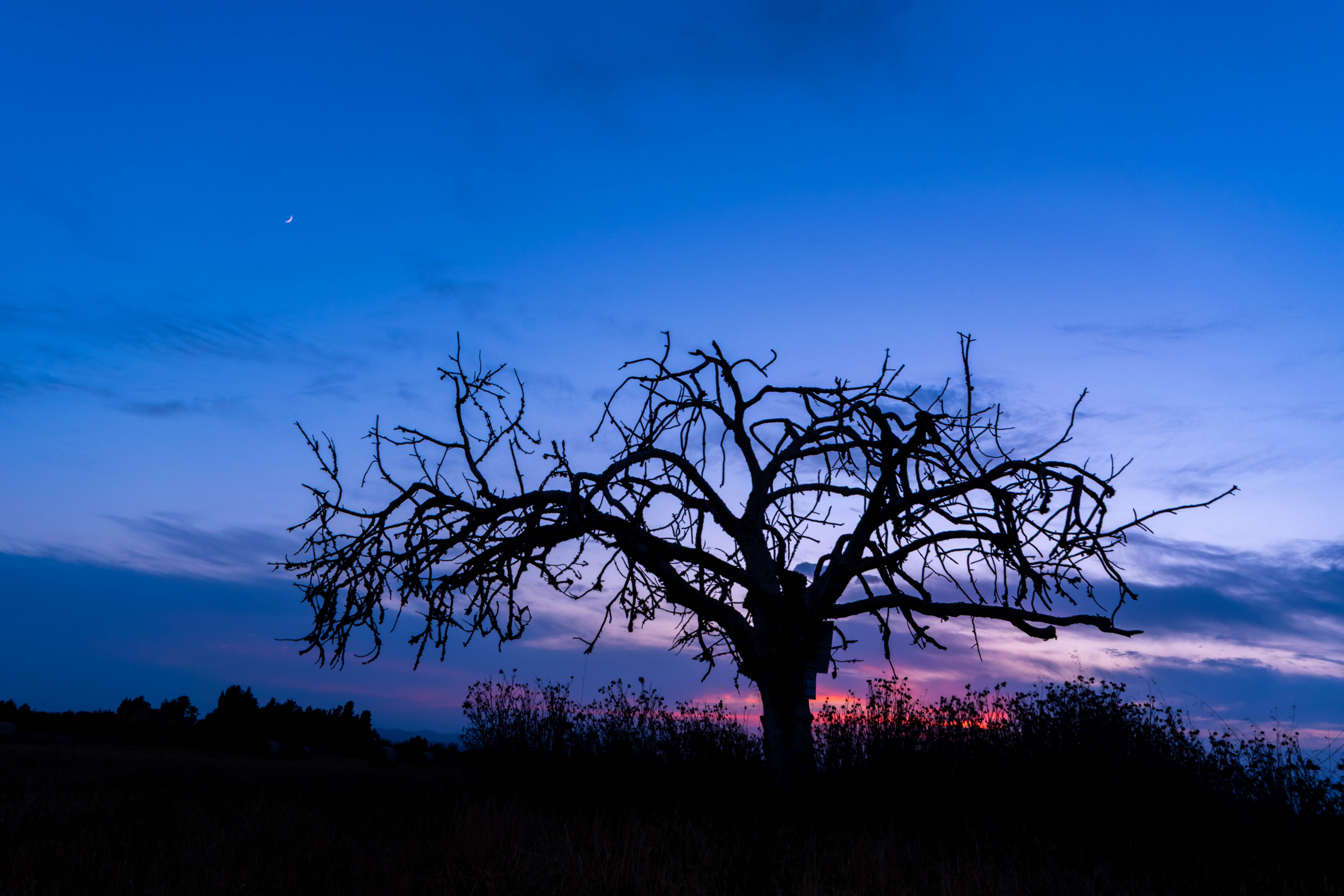 tree
